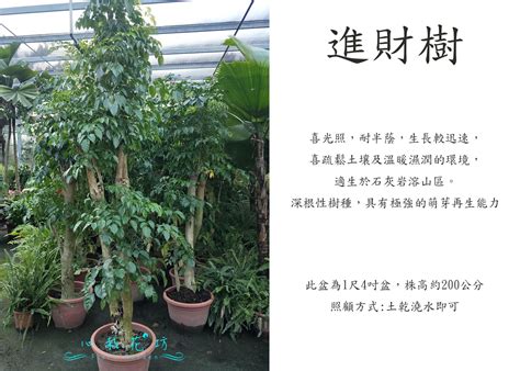 進財樹掉葉|海南菜豆樹 (進財樹) 和裂葉福祿桐如何種植照顧施肥